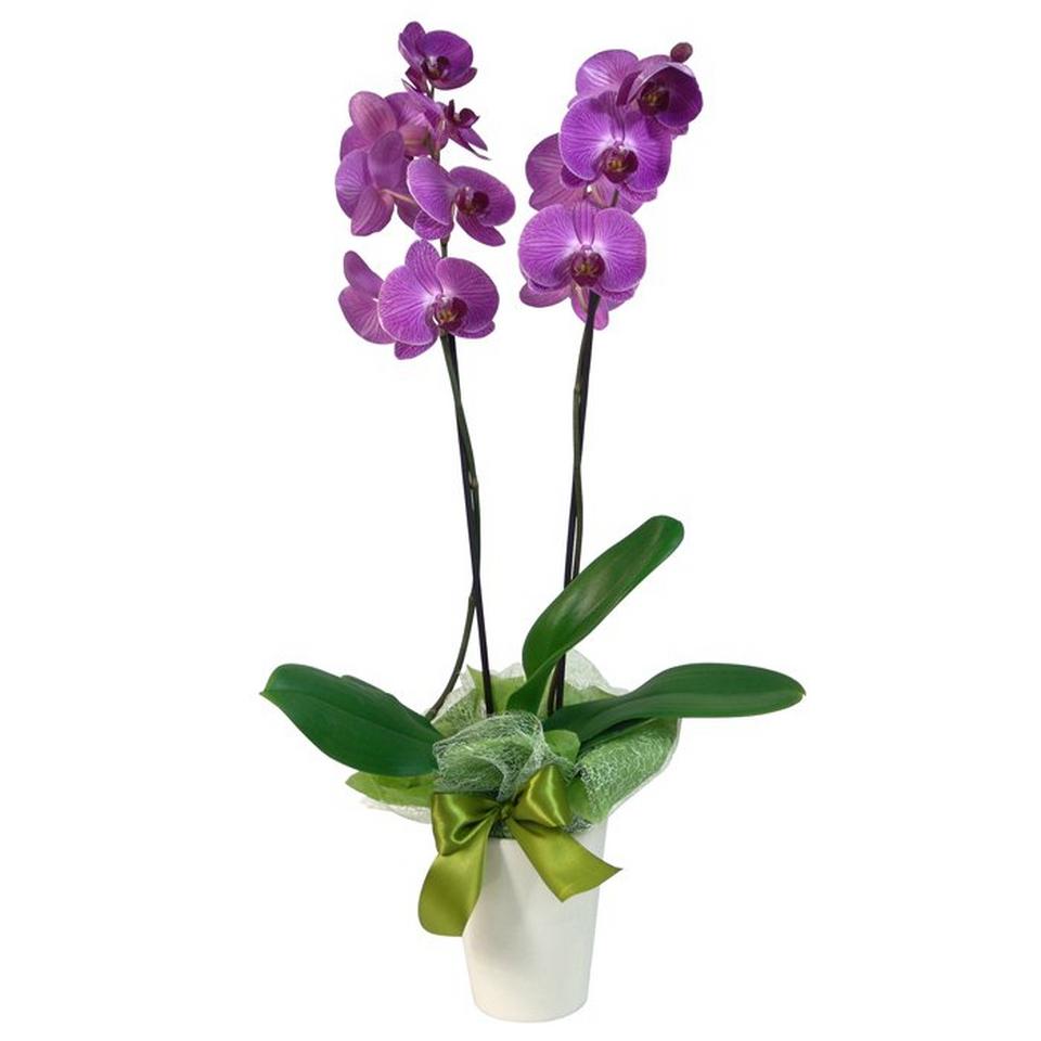 Image 1 of 1 of Orchid in a Pot