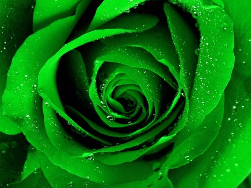 2561678-green-rose