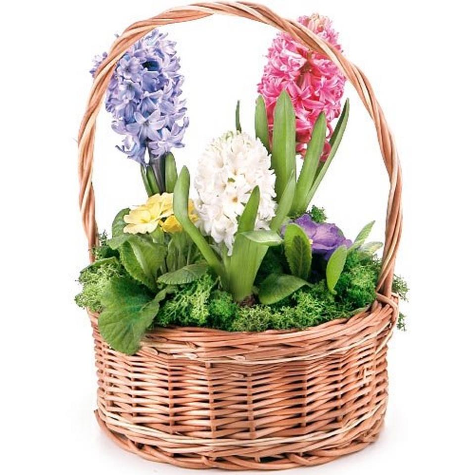 Image 1 of 1 of Hyacinth composition