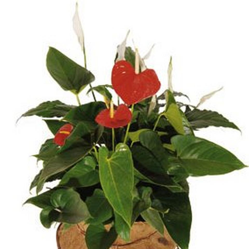 Image 1 of 1 of Arrangement of Plants