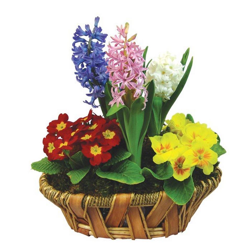 Image 1 of 1 of Three hyacinths composition