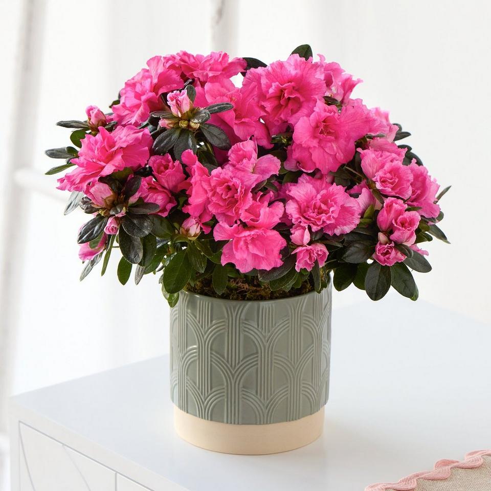 Elegant Azalea