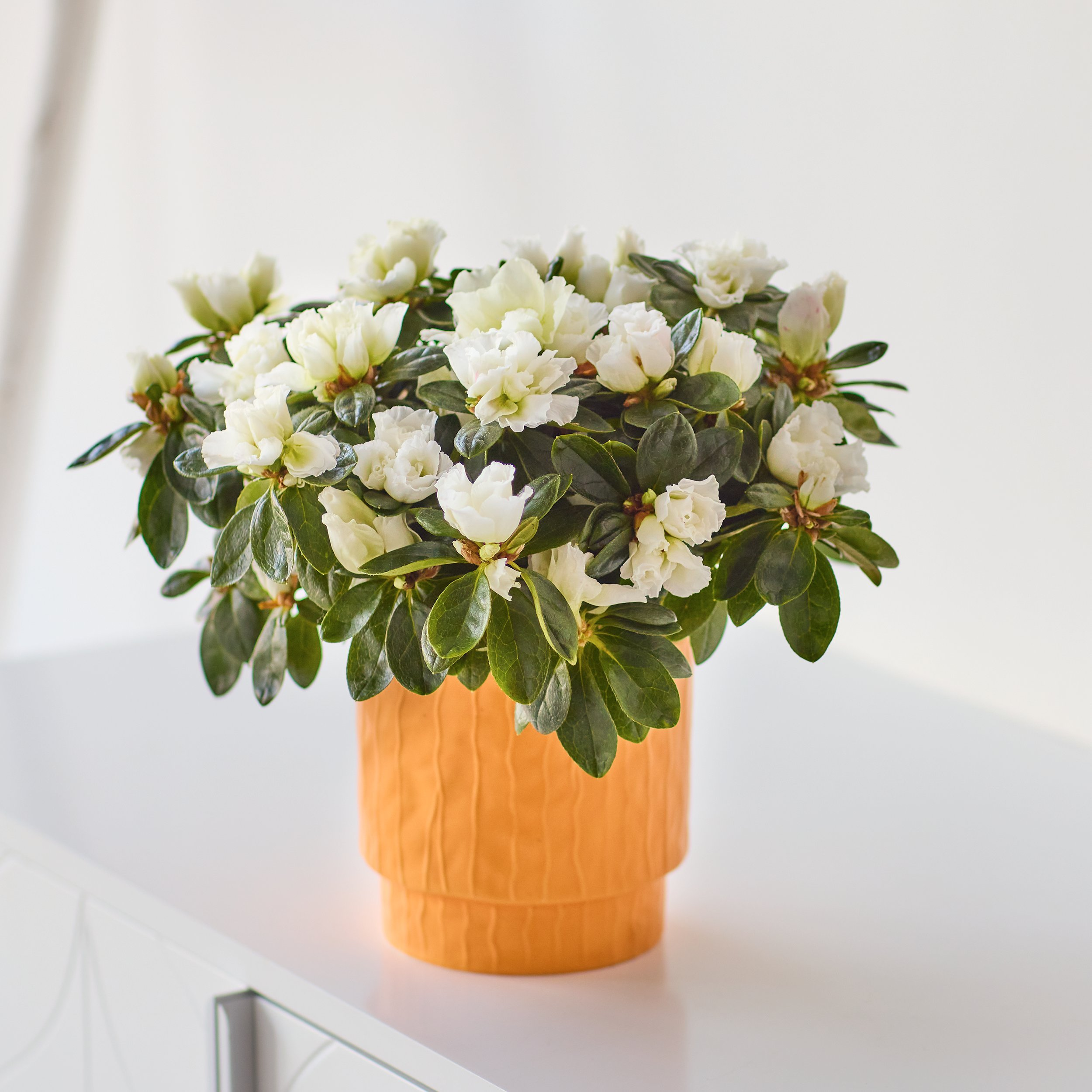Click to view product details and reviews for Sweet White Azalea Bush.