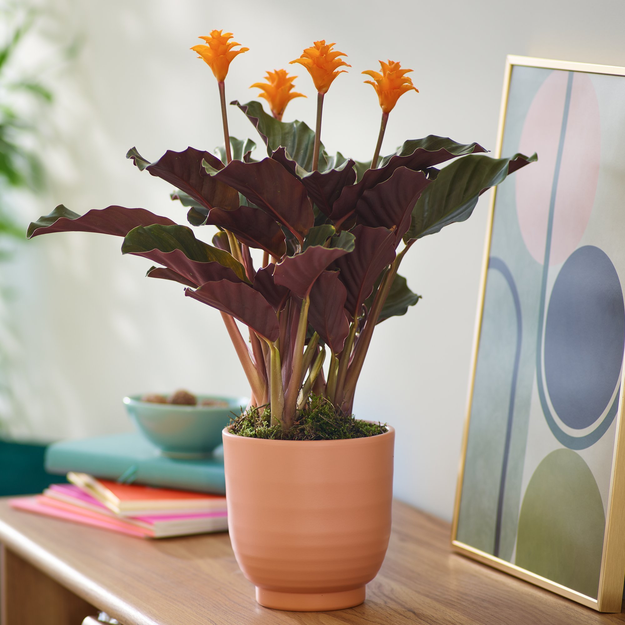 Click to view product details and reviews for Striking Calathea.