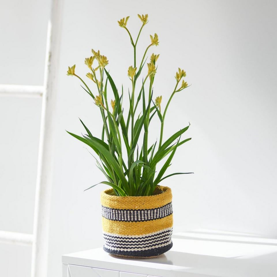 Kangaroo Paws Plant