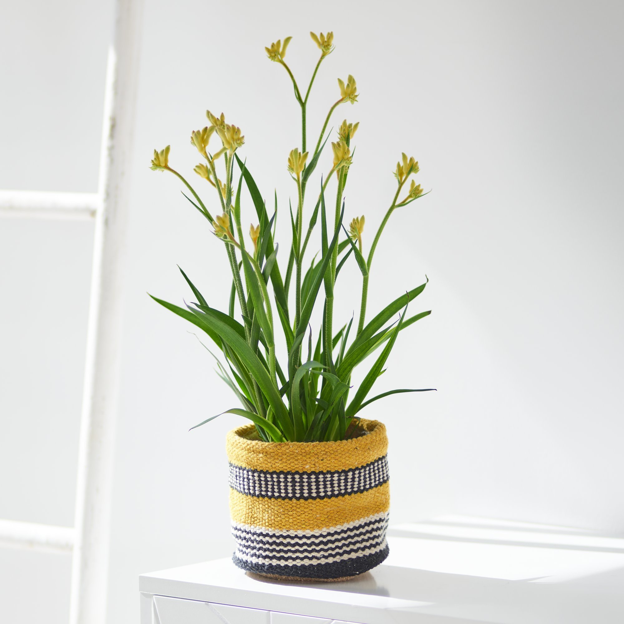 Click to view product details and reviews for Kangaroo Paws Plant.