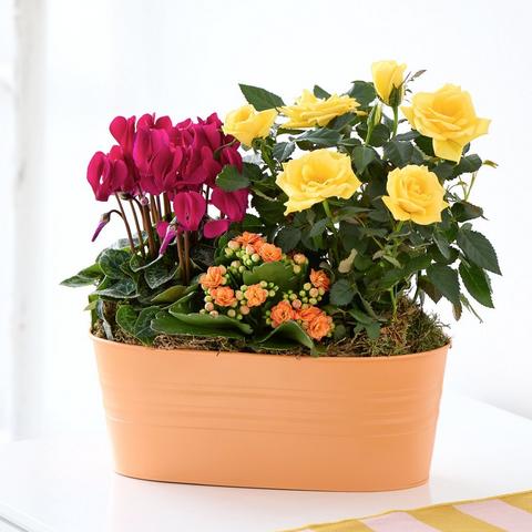 Warming Autumn Planter