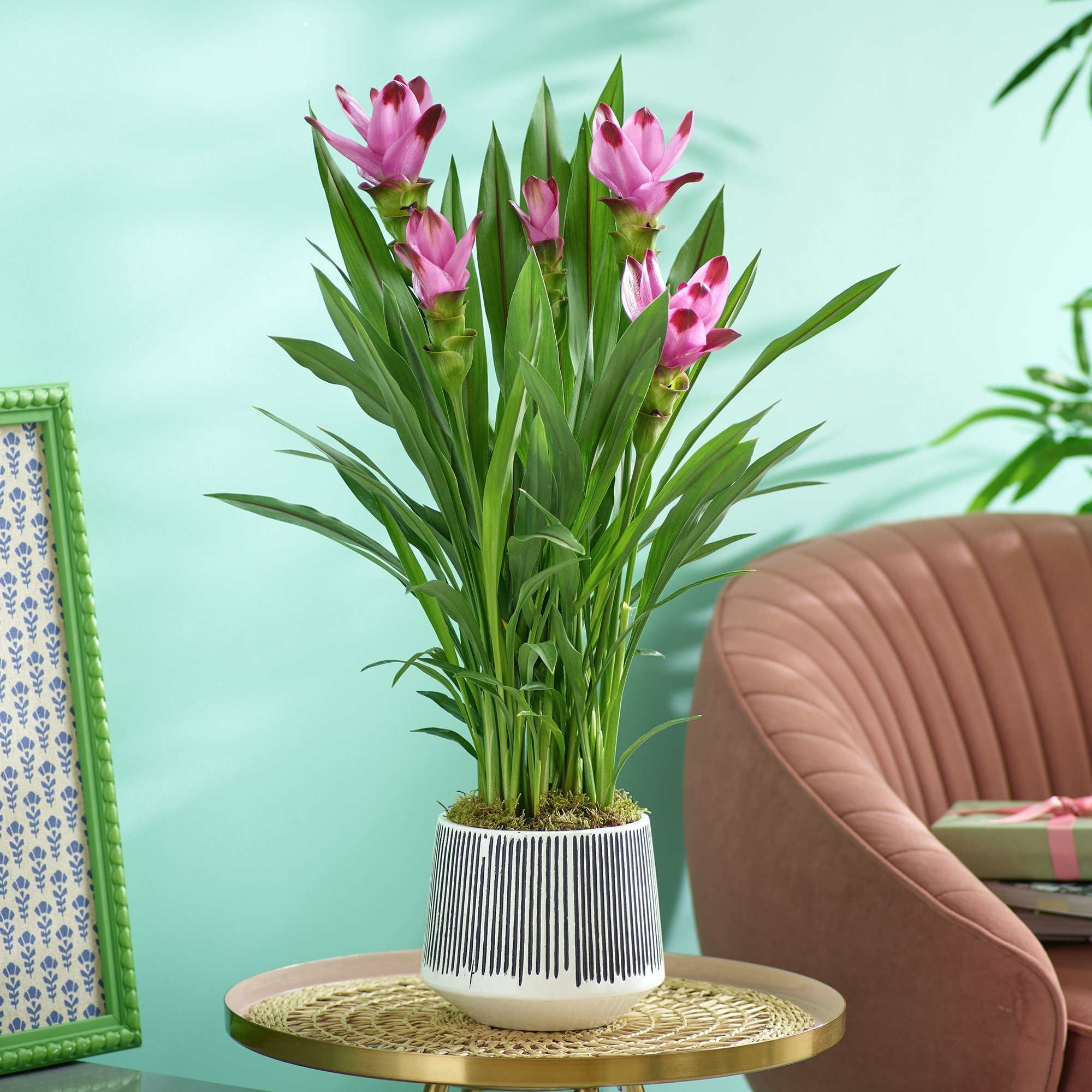 Click to view product details and reviews for Cute Curcuma.