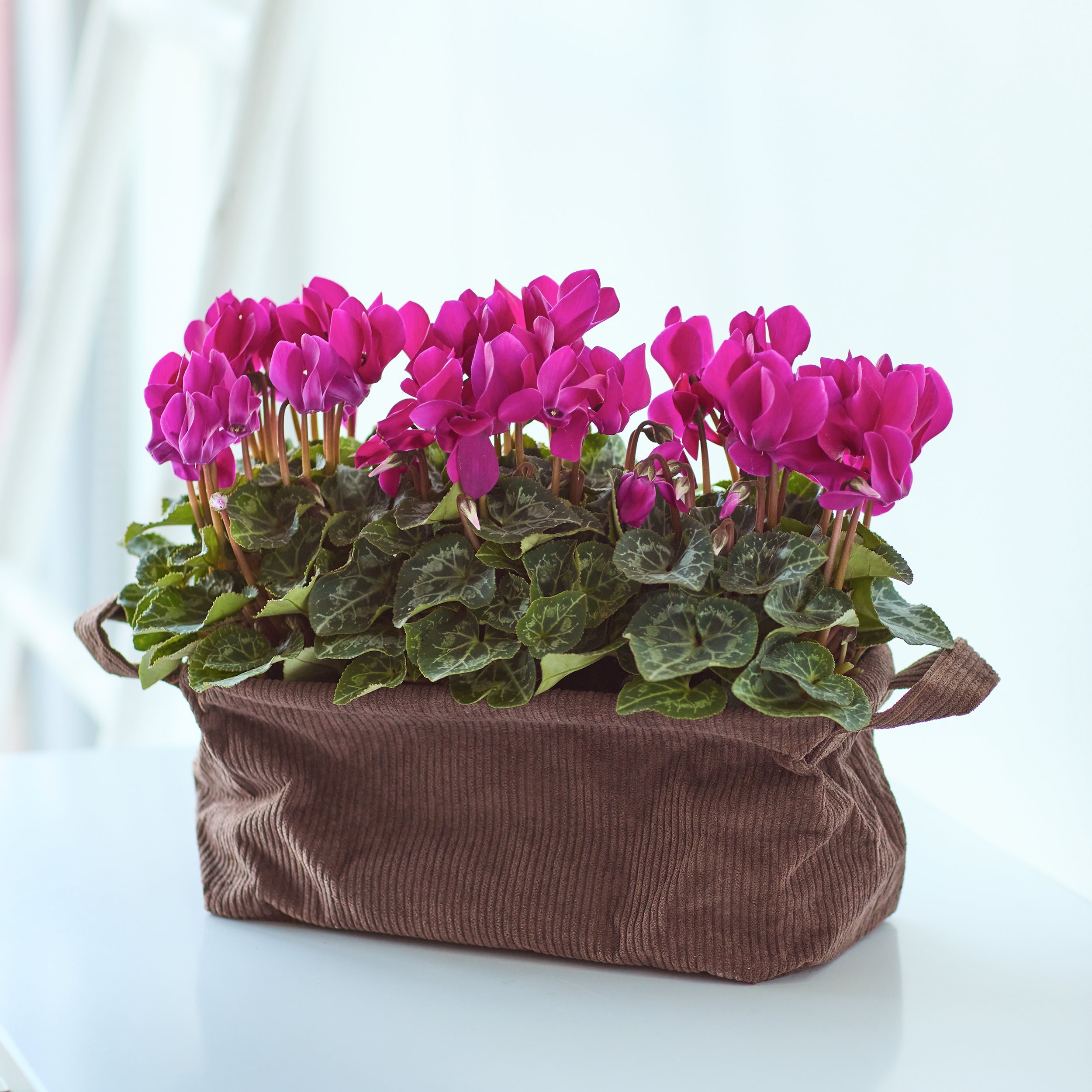 Click to view product details and reviews for Charming Cyclamen Basket.