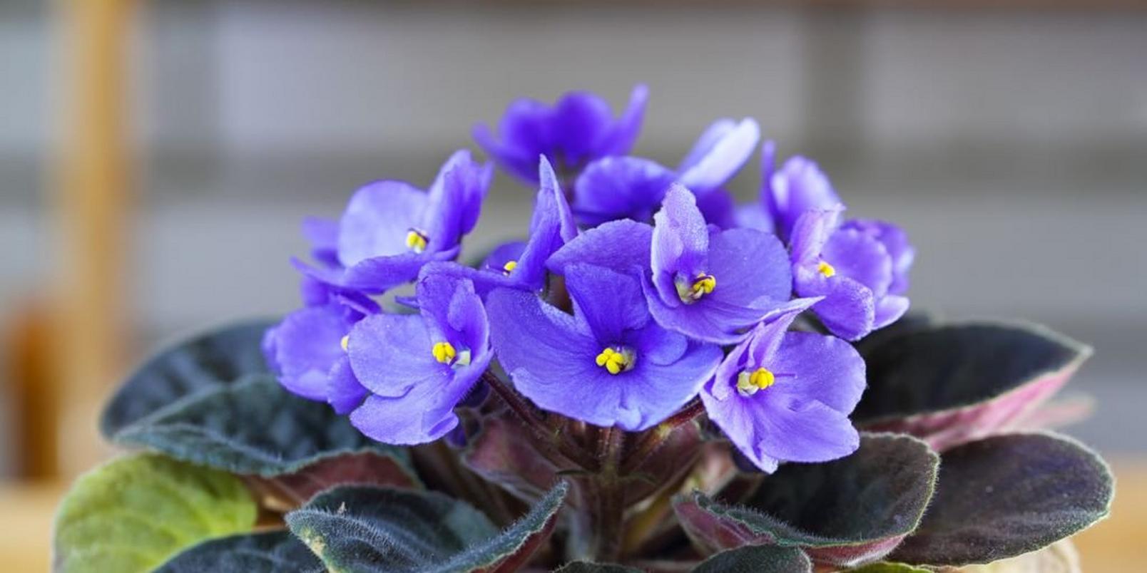 African violet