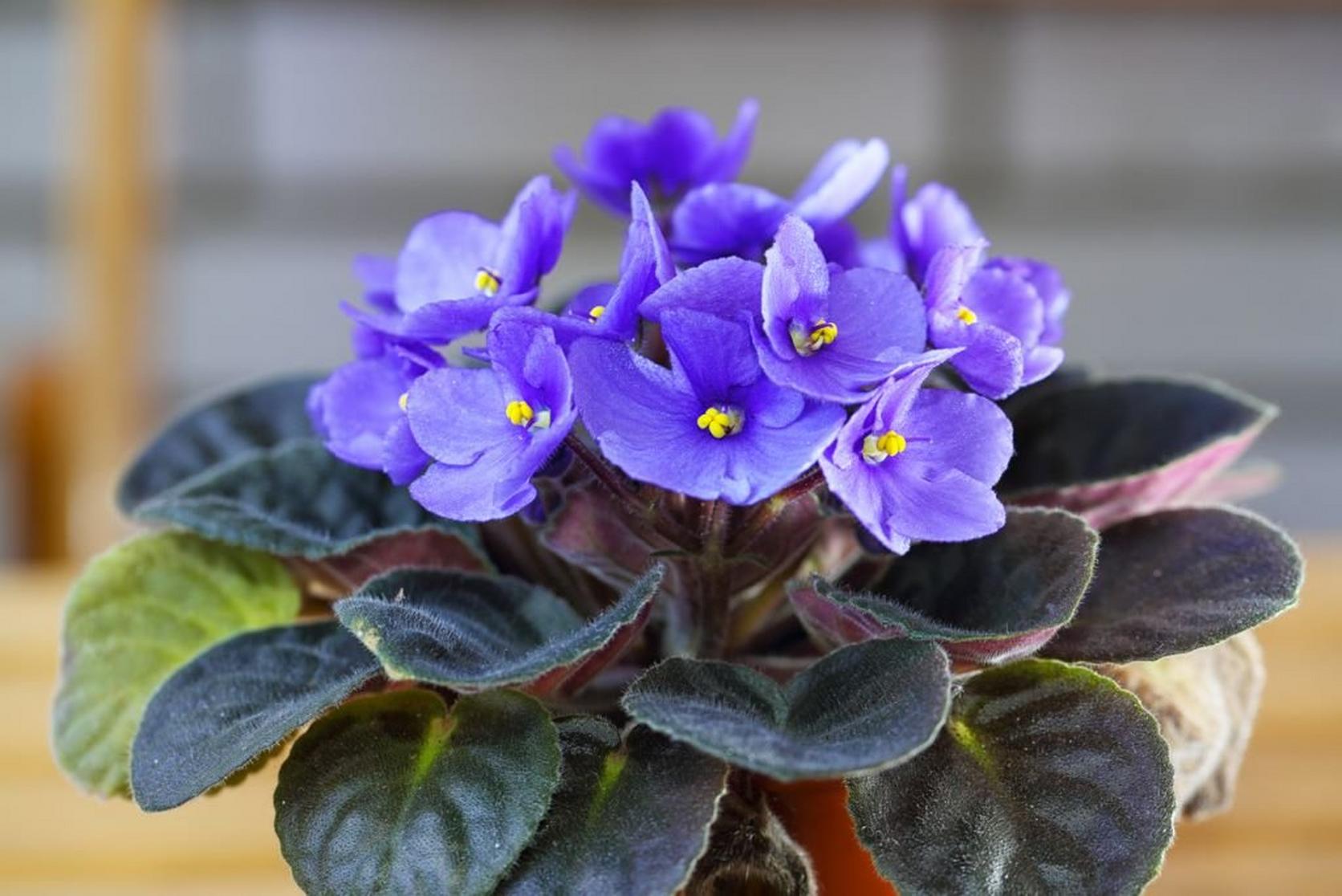 African-violet-purple-flowering-plant
