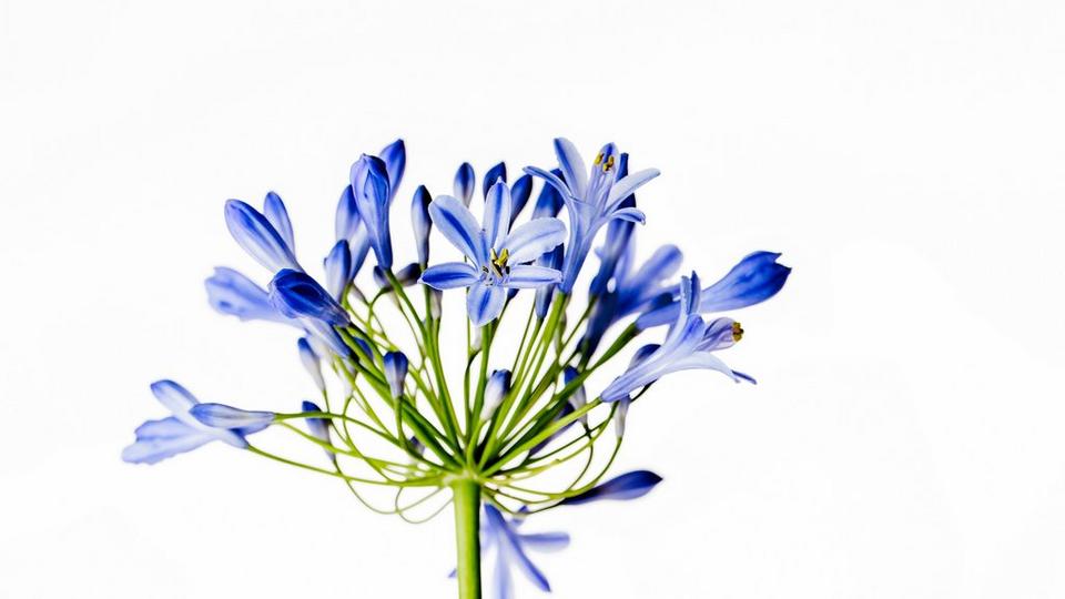 Allium-blue-flower
