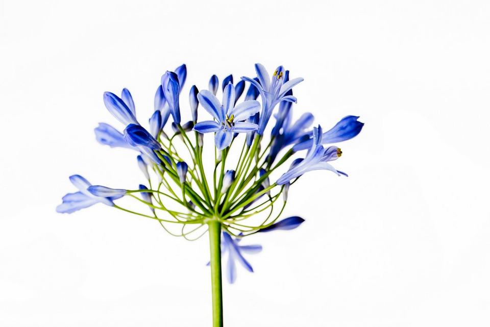 Allium-blue-flower