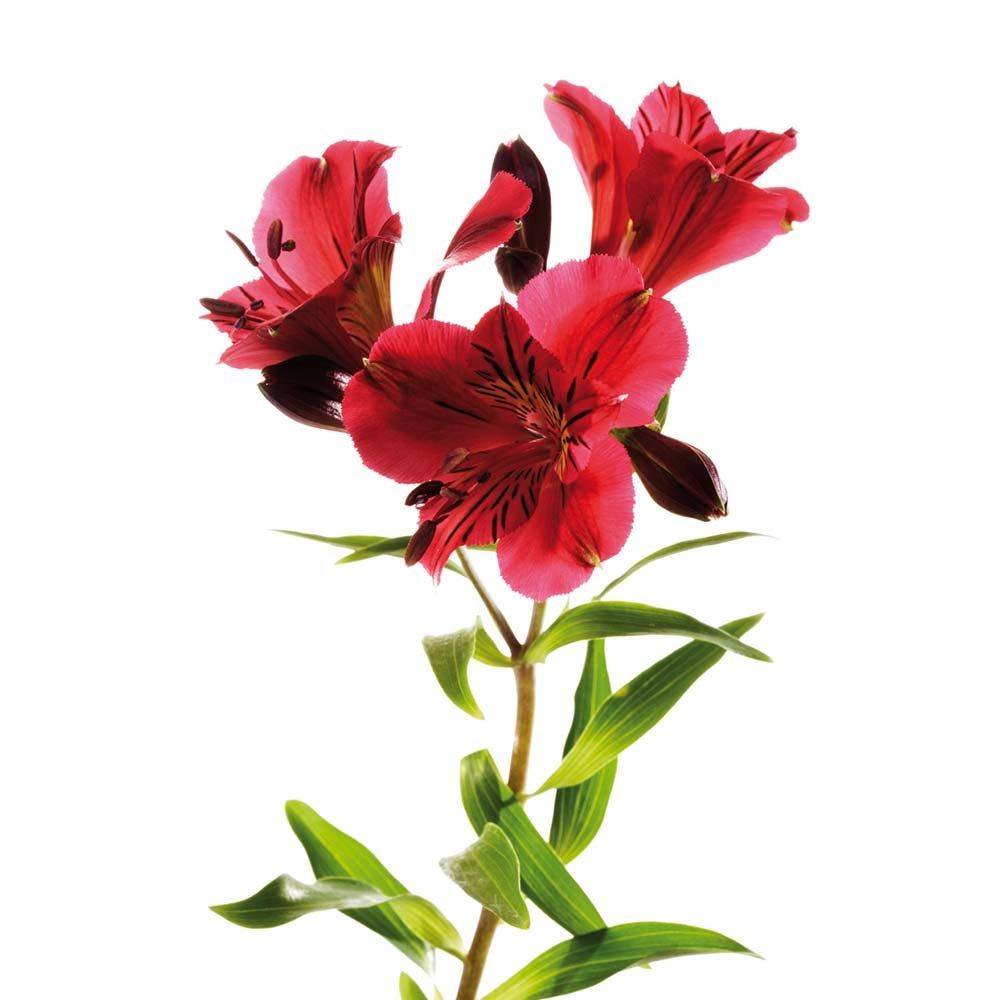 Alstroemeria-red-flowers