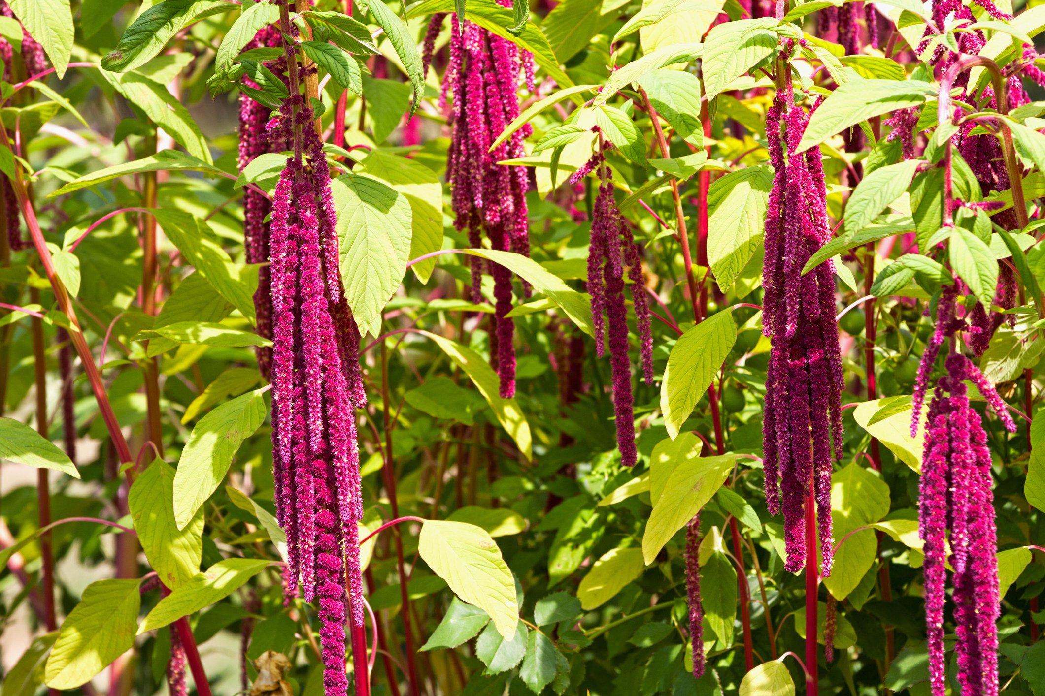 Amaranthus-Caudatus