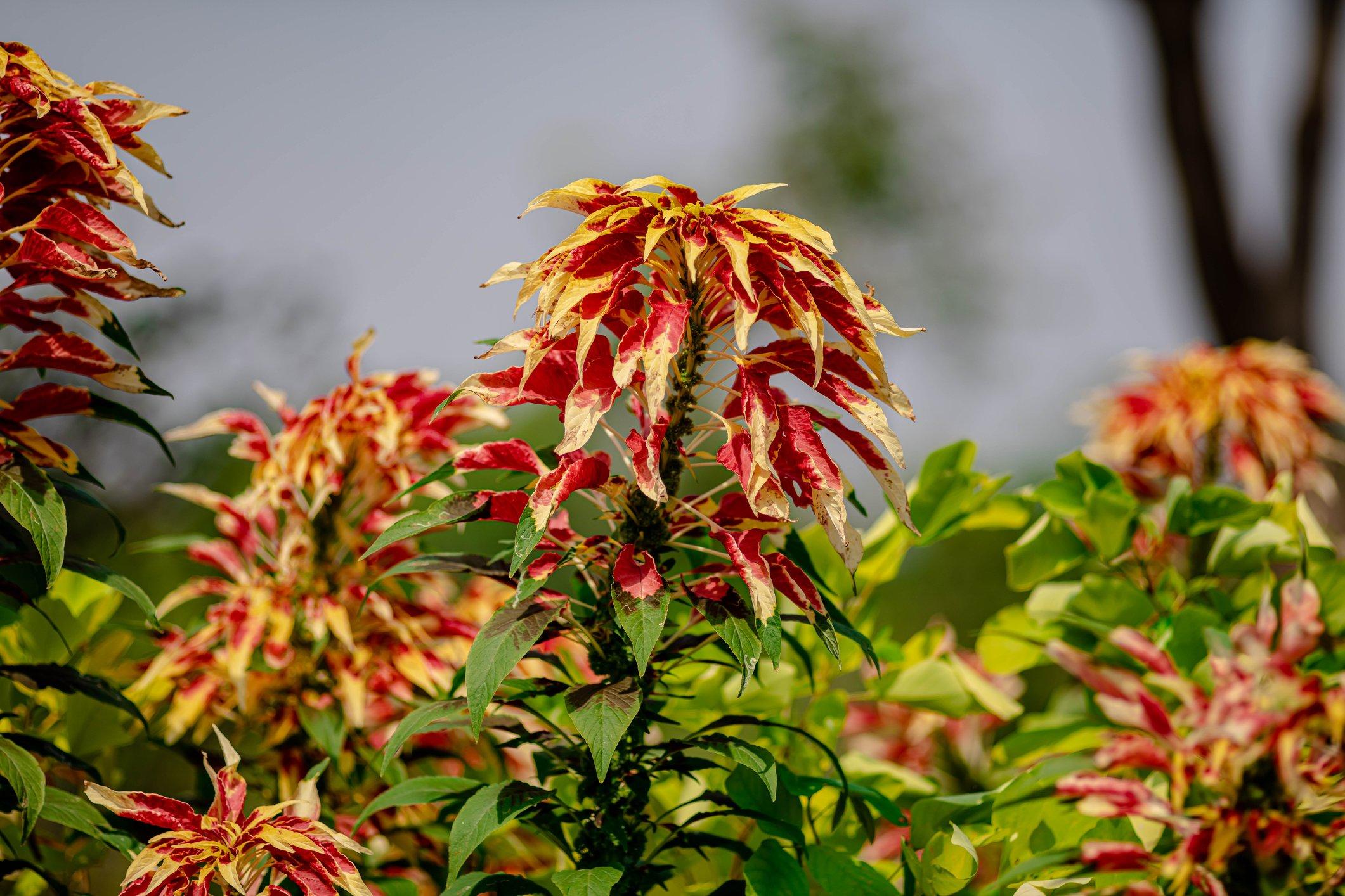 Amaranthus-Tricolor