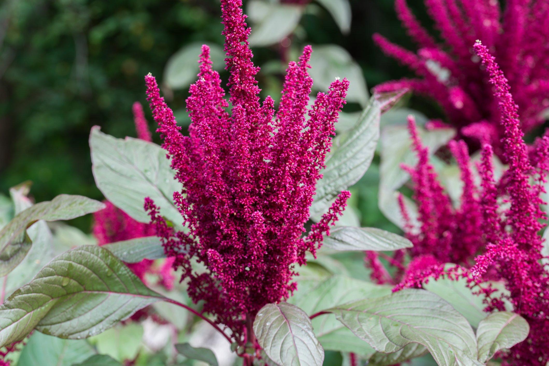 Amaranthus-cruentus