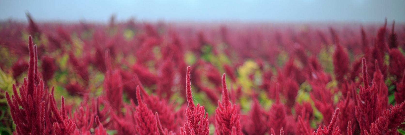 Amaranthus-red-field