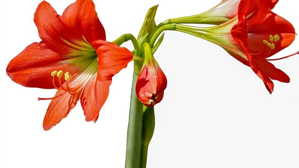 Amarylis-red-flowers