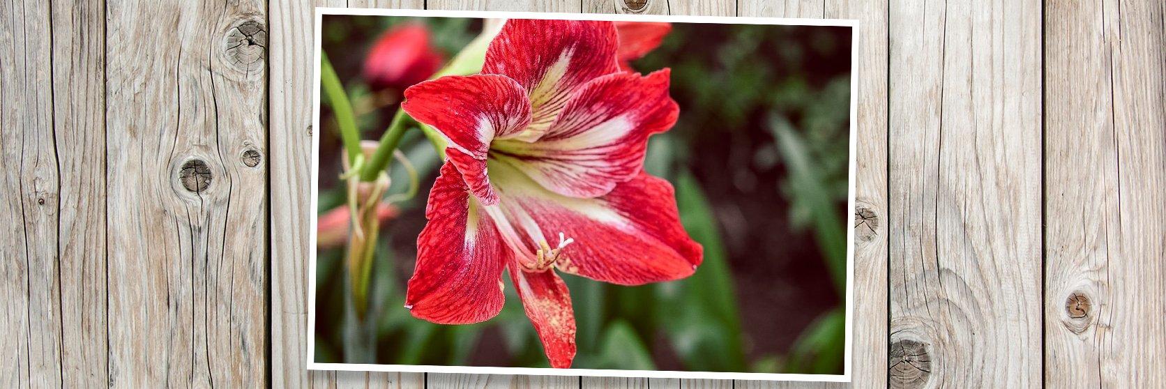 Red and deals white flowers