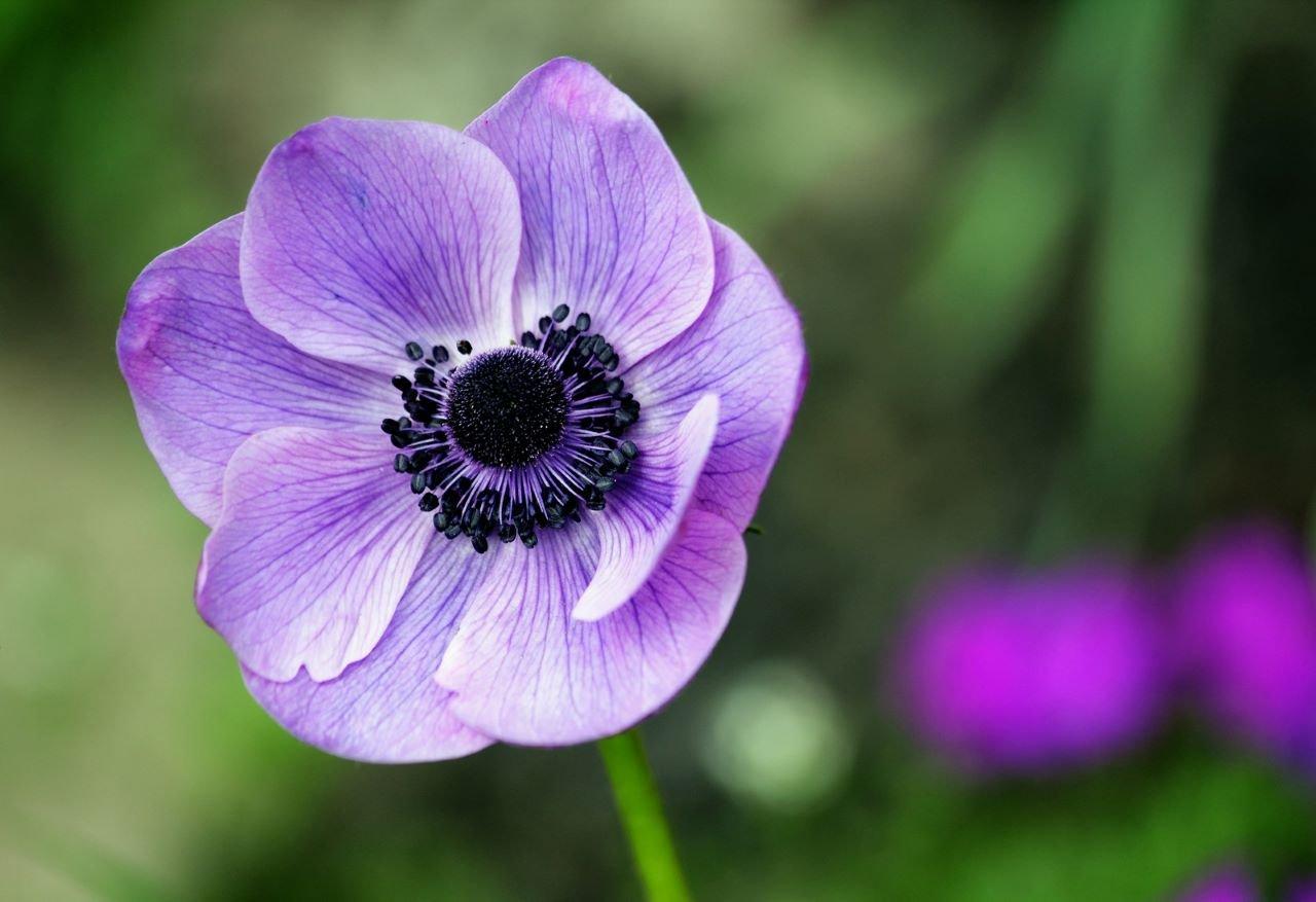 Anemone-purple-flower