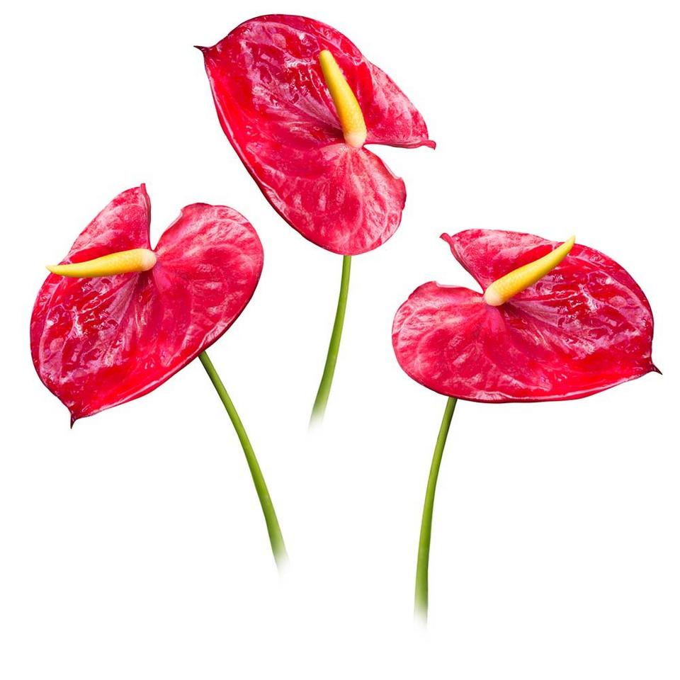 Anthurium-red-flowers