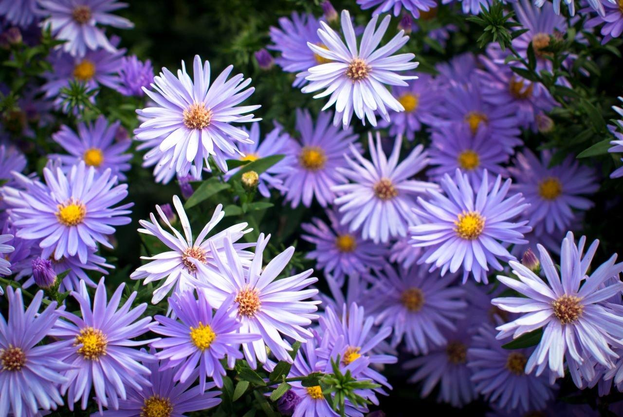 Aster
