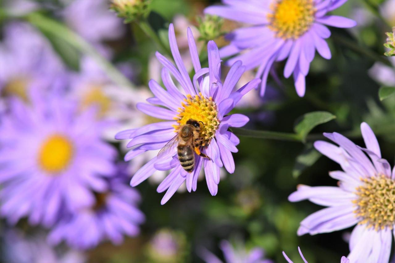 Aster-and-bee