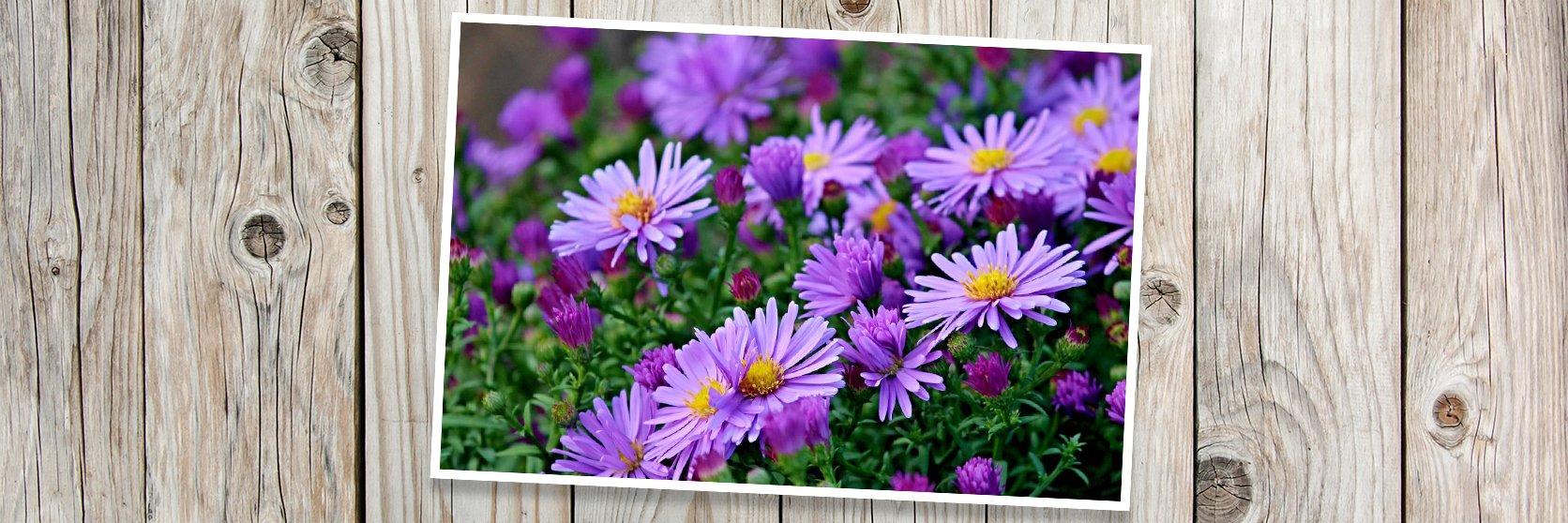 Asters-PLANK