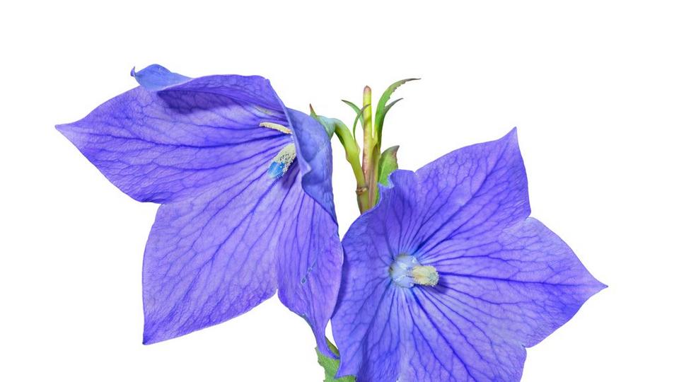 Balloon-flower-blue