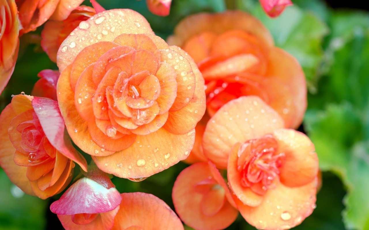 Begonia-orange-flowers