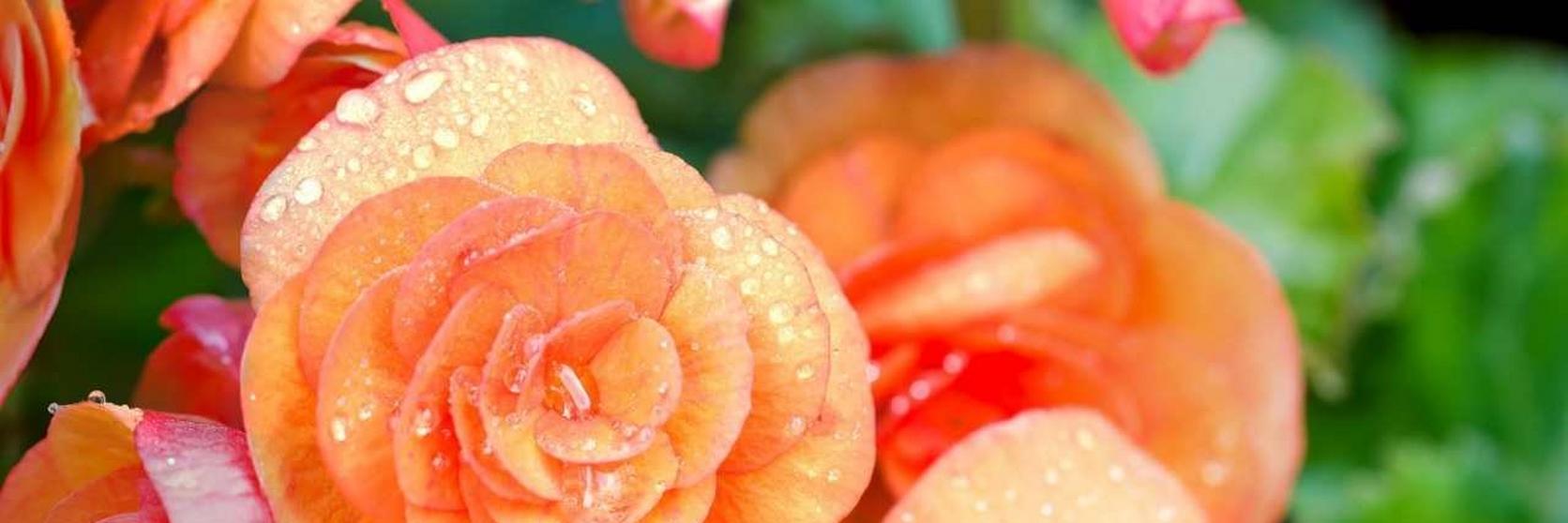 Begonia-orange-flowers
