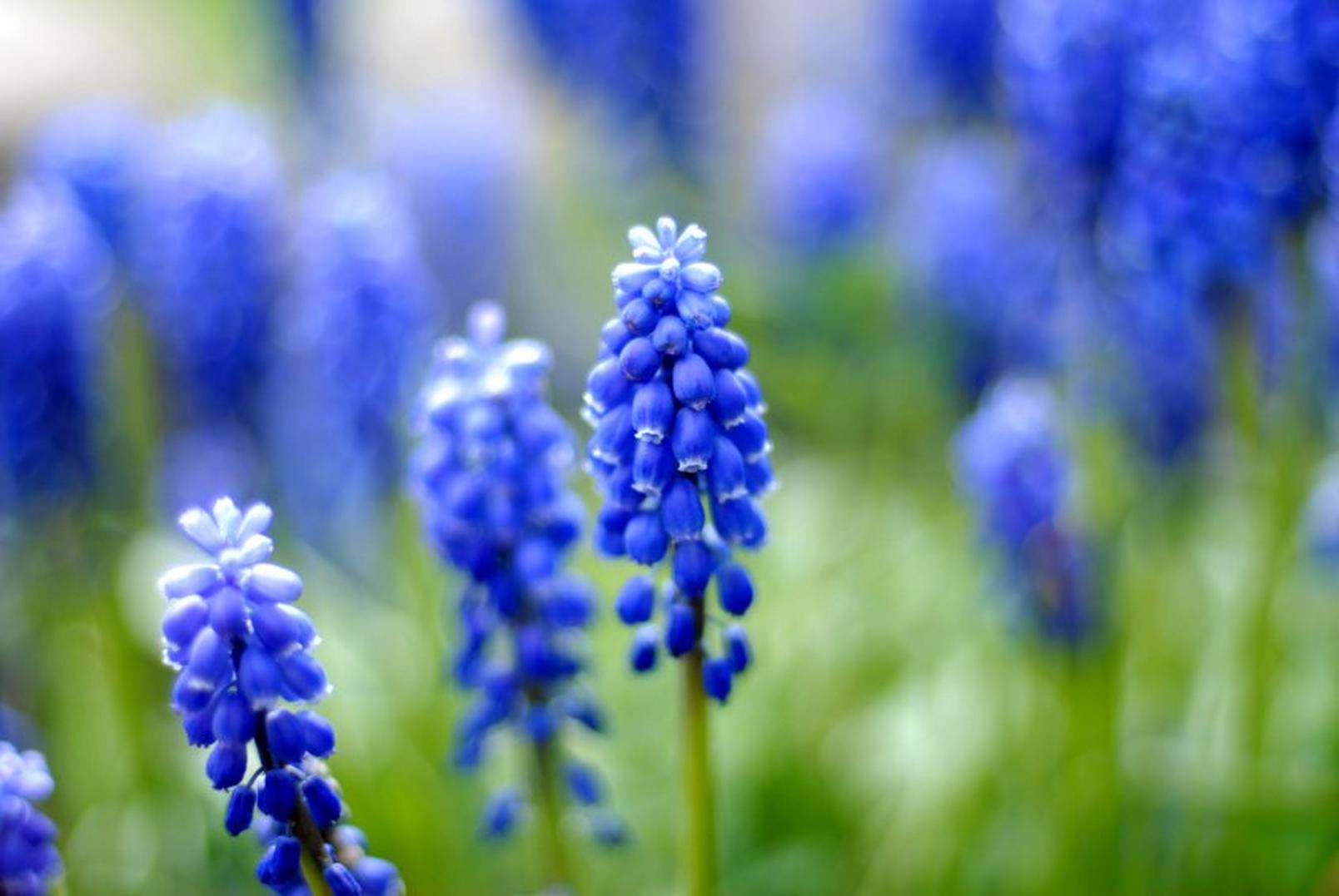 Blue-Hyacinth