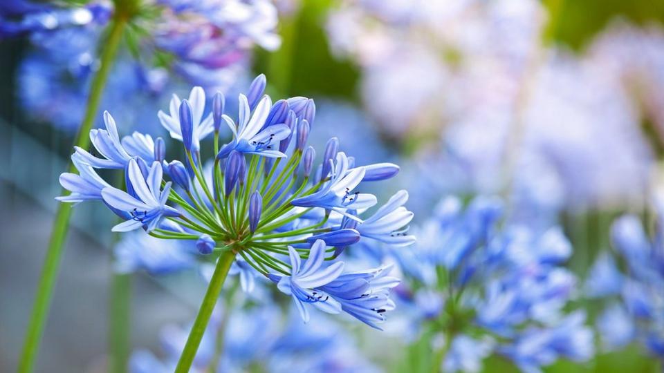 Blue-agapanthus-flower