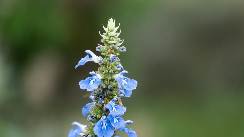 Blue-bog-sage-flower