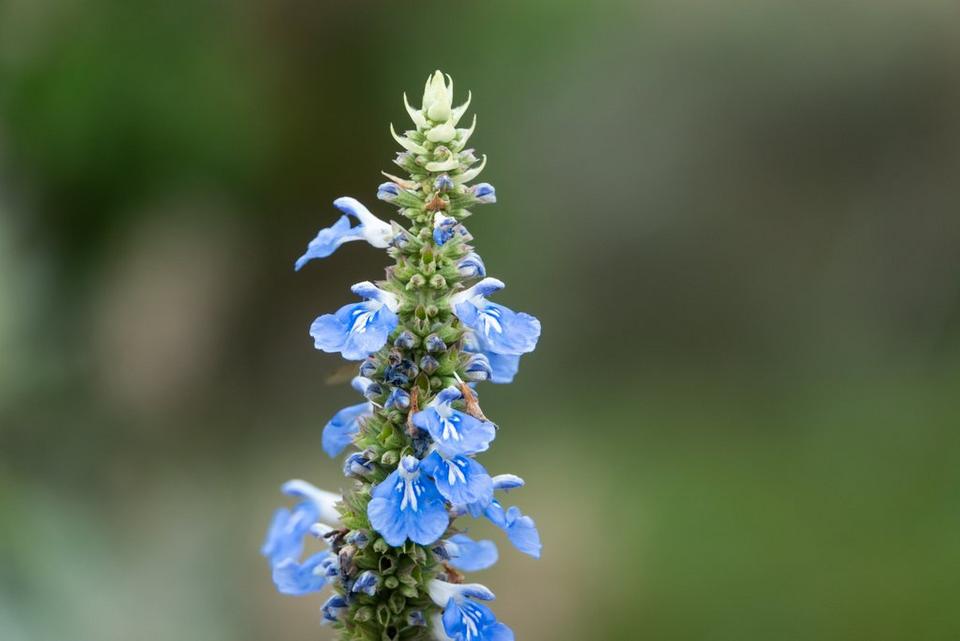 Blue-bog-sage-flower