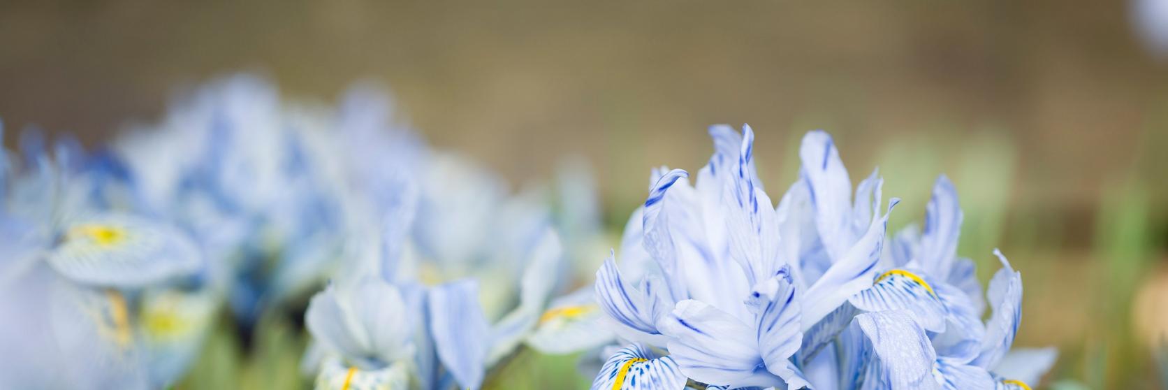 Blue-dwarf-iris