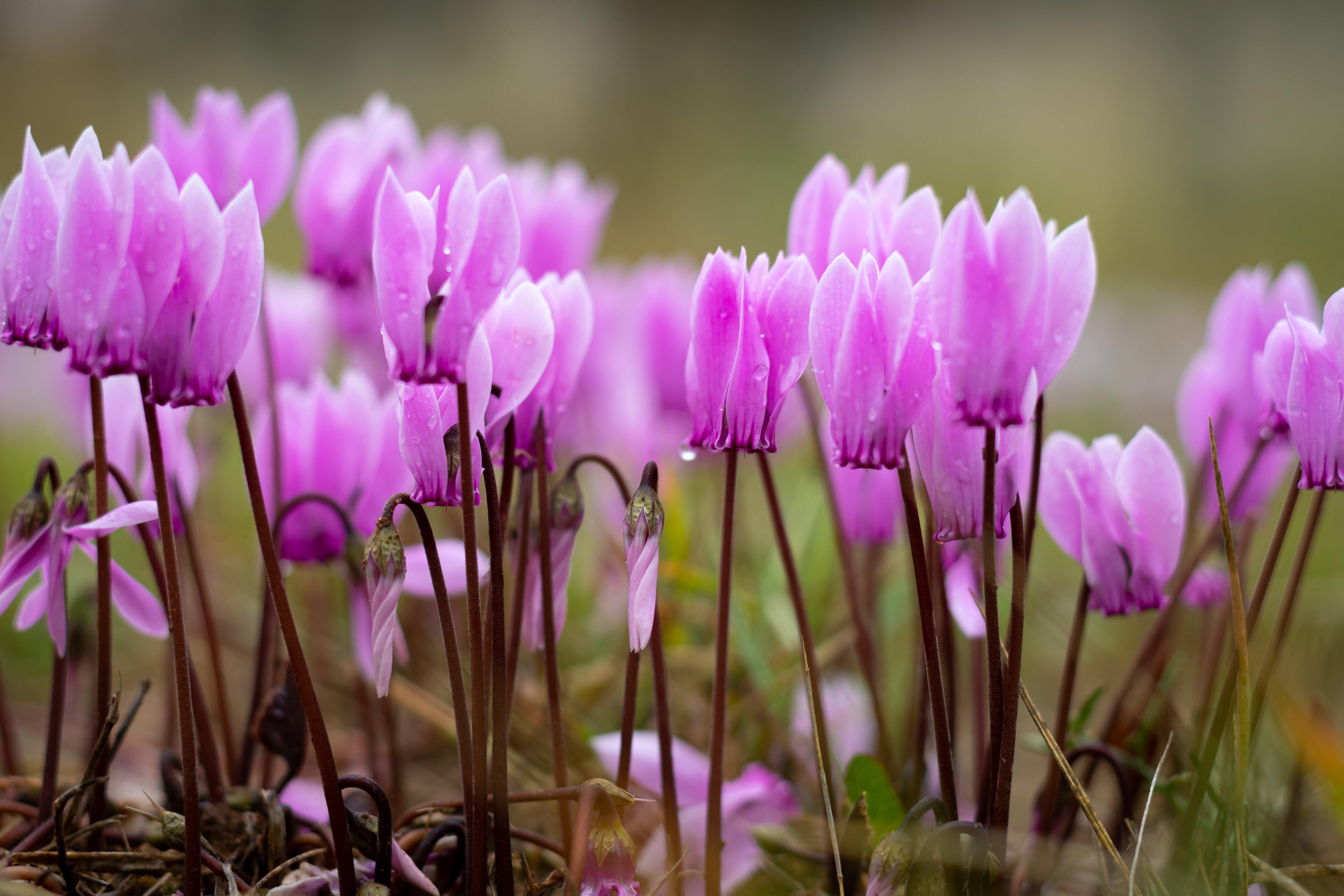 Bright_lilac_cyclamen_with_morning_dew