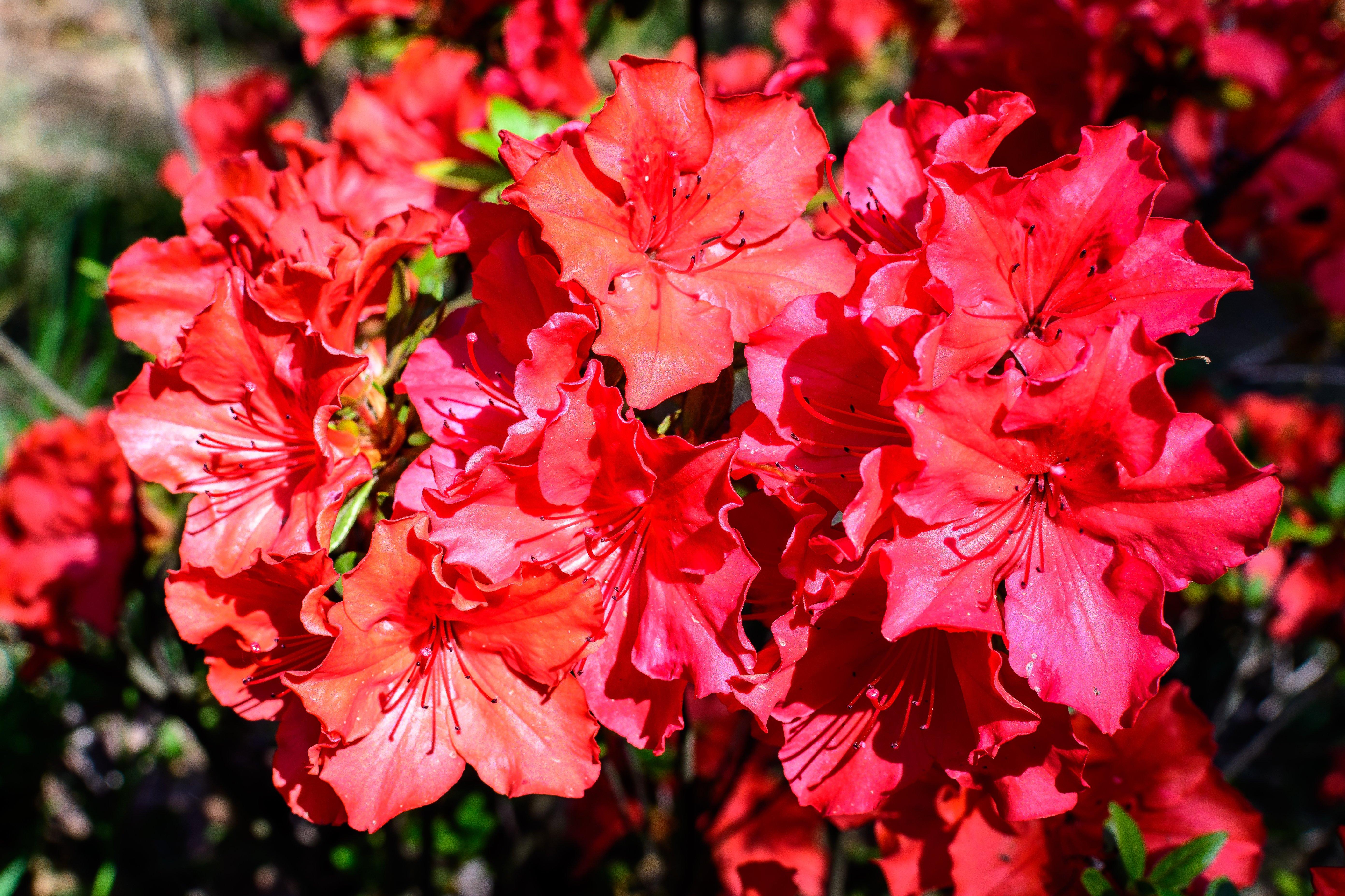 Bright_orange_and_pink_azalea_flowers_in_full_bloom