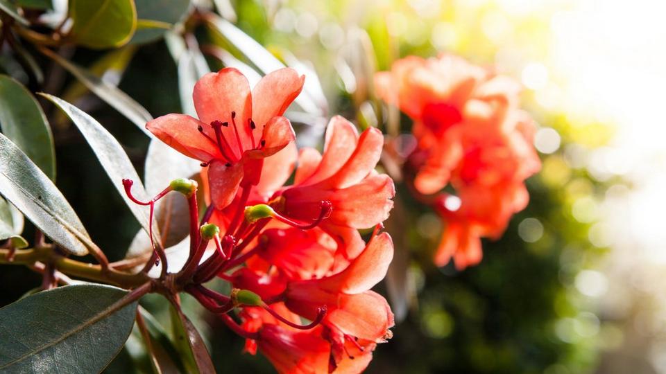 Bright_orange_azalea_in_full_bloom