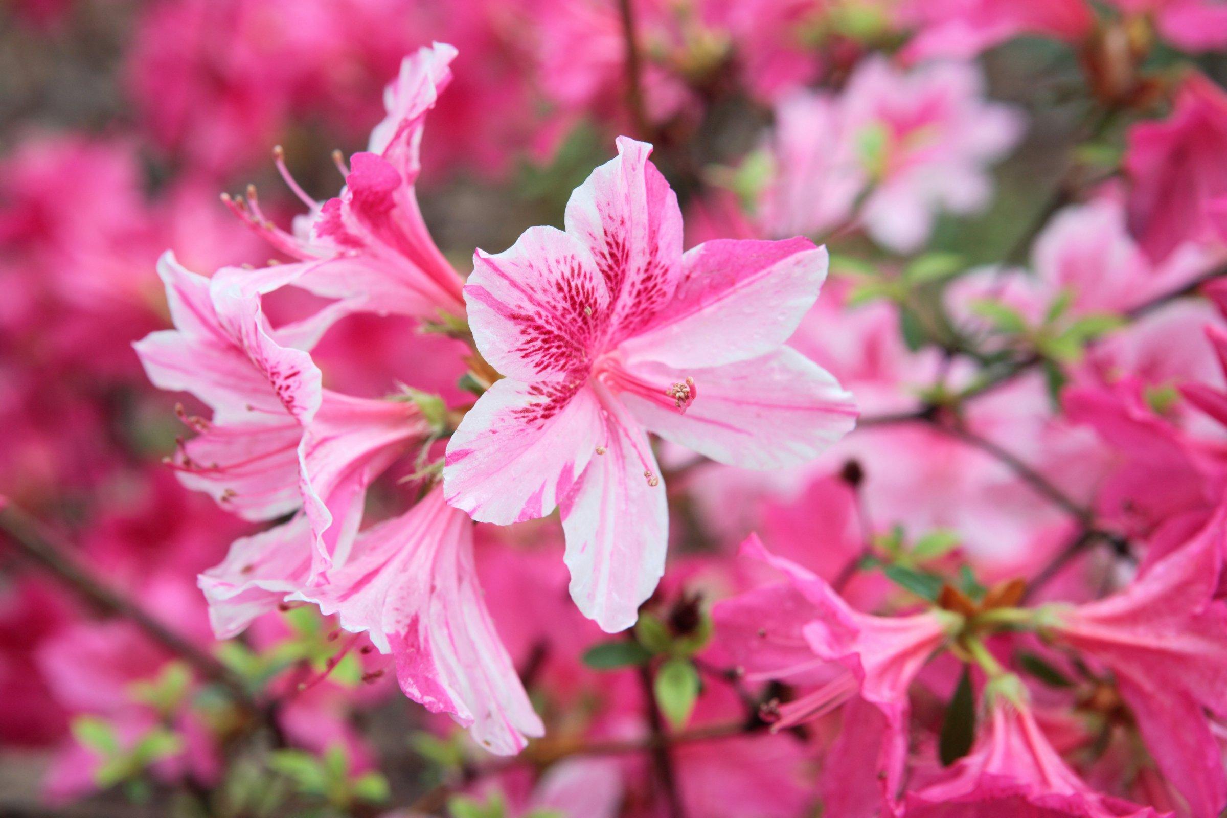 Bright_pink_azalea