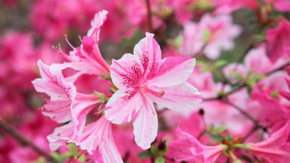 Bright_pink_azalea