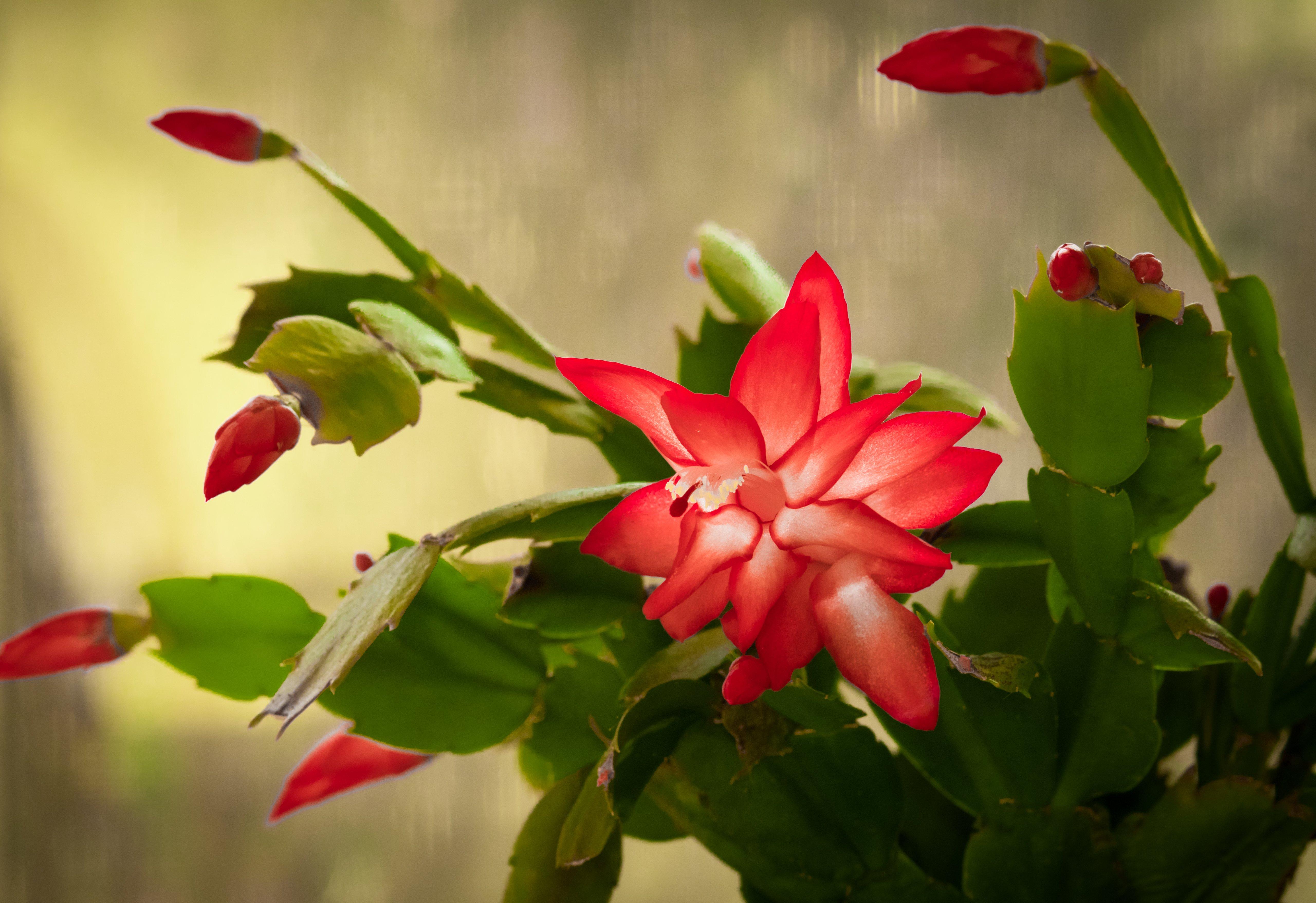 Bright_pink_christmas_cactus_flowers_in_bloom