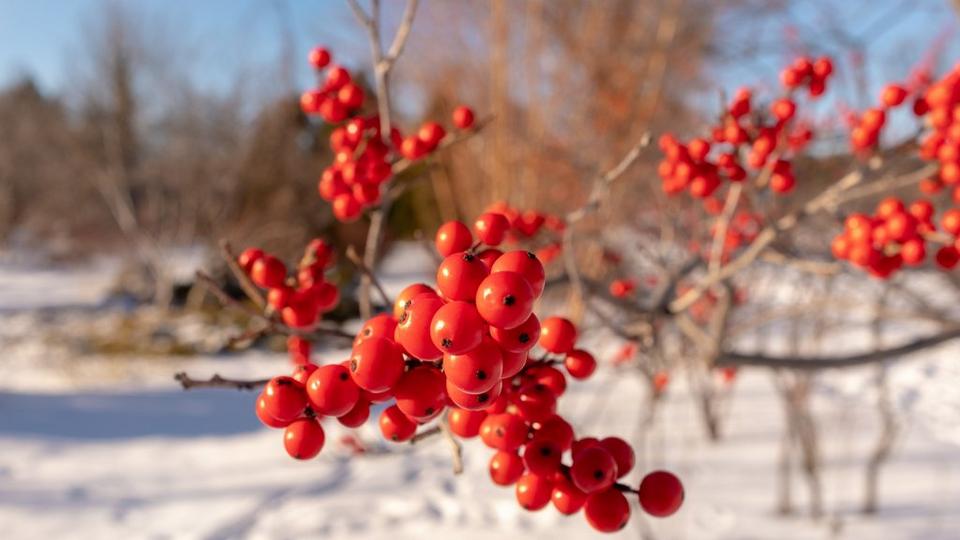 Bright_red_holly_berries_with_snowy_background
