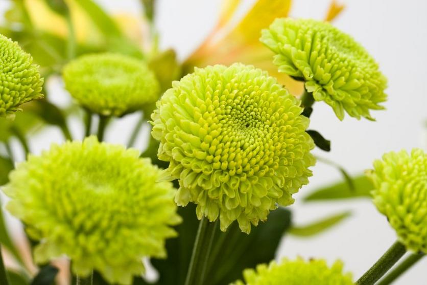 The Ultimate Flower Guide to Green Flowers | Interflora
