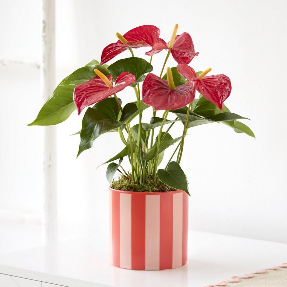 Amazing Anthurium
