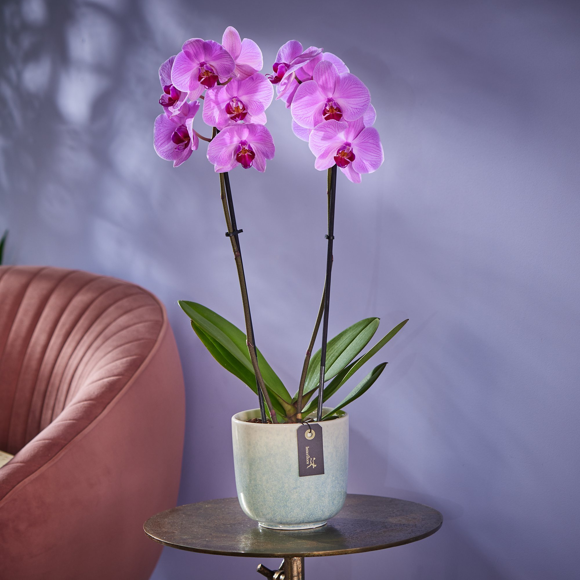 Pretty Pink Orchid image