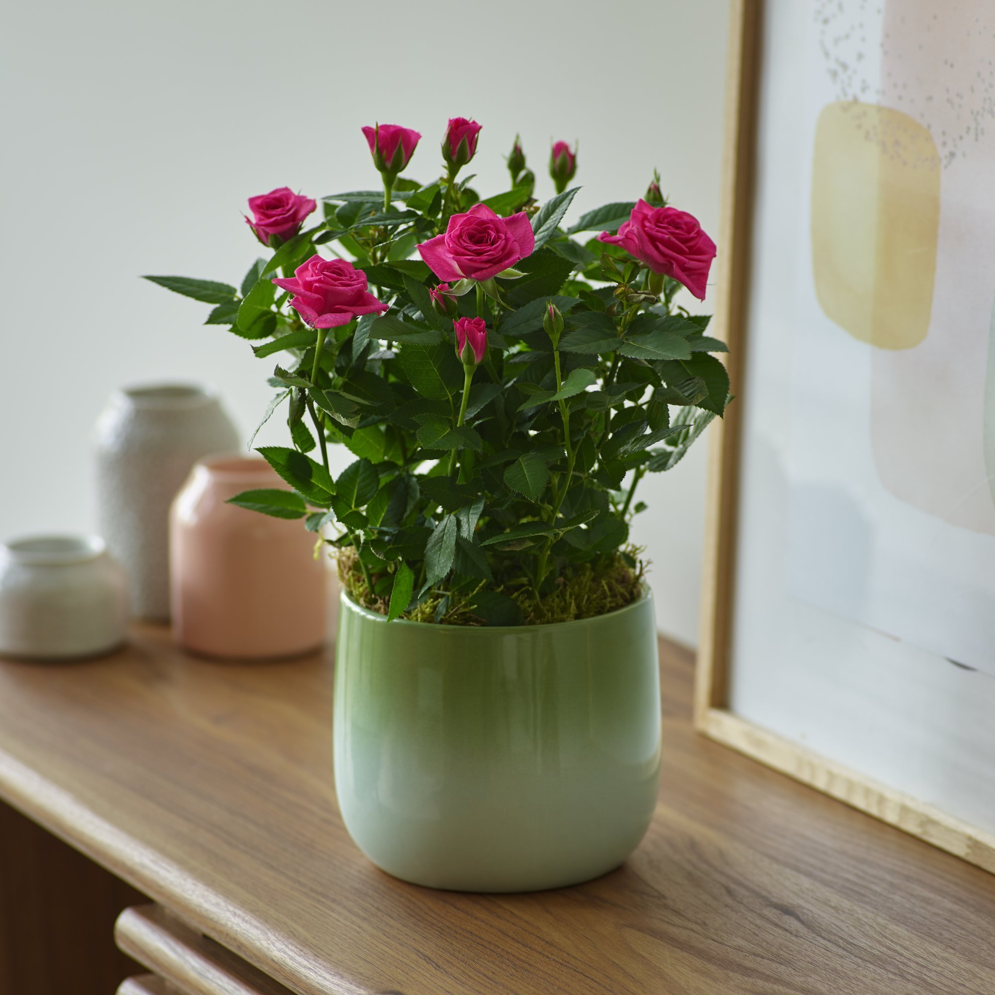 Pink Rose Plant image