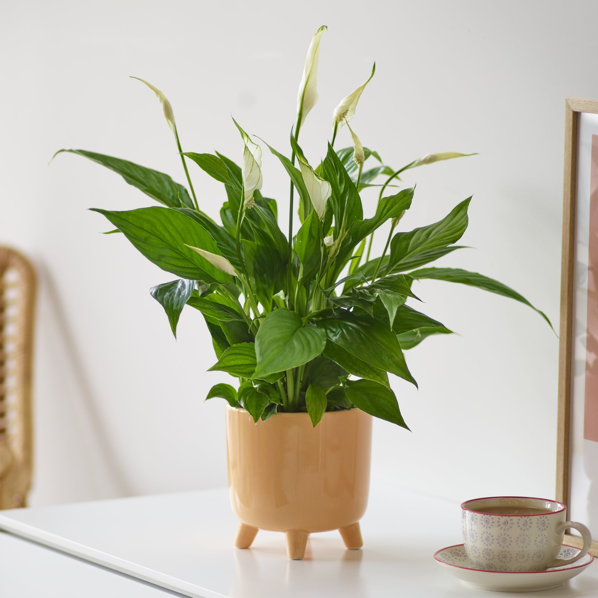 Click to view product details and reviews for Peace Lily Pot.