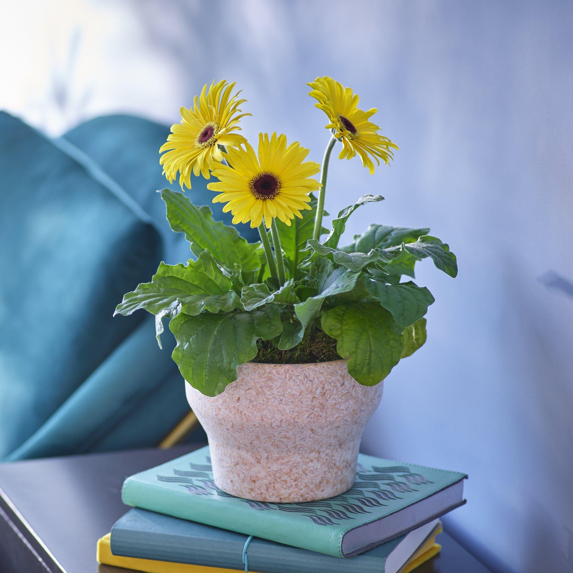 Plant Delivery UK Next Day Delivery Interflora